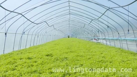 芦蒿飘香怀远县，产业带动村民致富路，怀远白莲坡芦蒿迎丰收，小小蔬菜带动大发展