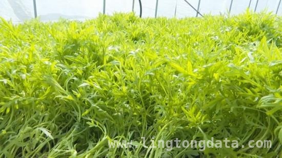 芦蒿飘香怀远县，产业带动村民致富路，怀远白莲坡芦蒿迎丰收，小小蔬菜带动大发展