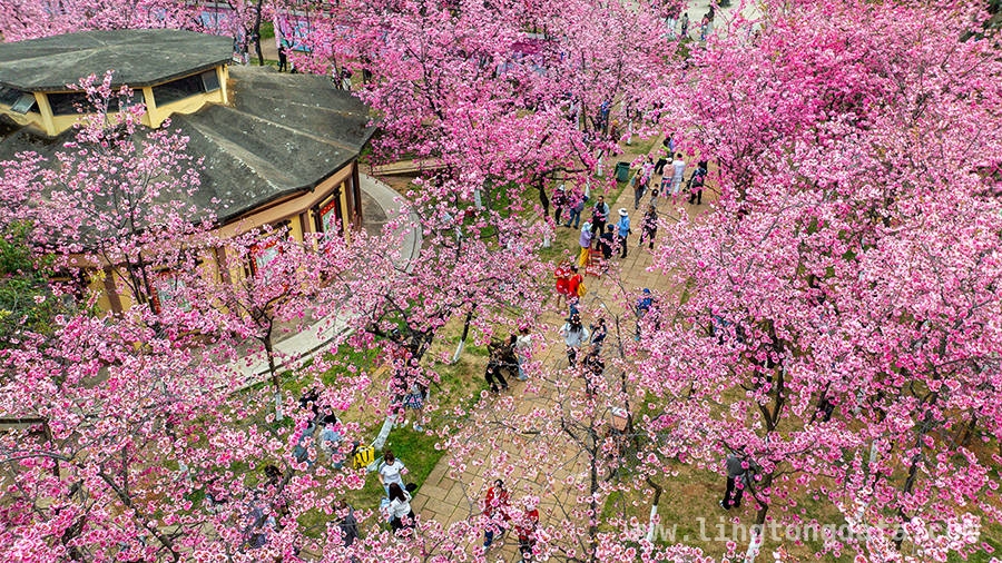 春日出游正当时，快来看看去哪儿！，寻春之旅：解锁春日游玩新去处