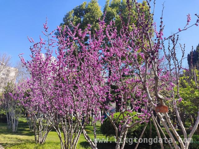 “郑有花开”花展启幕，紫荆花香邂逅商都历史！