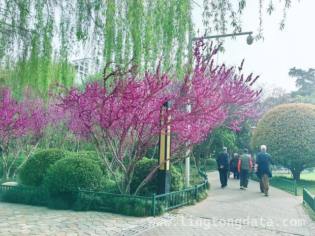 “郑有花开”花展启幕，紫荆花香邂逅商都历史！
