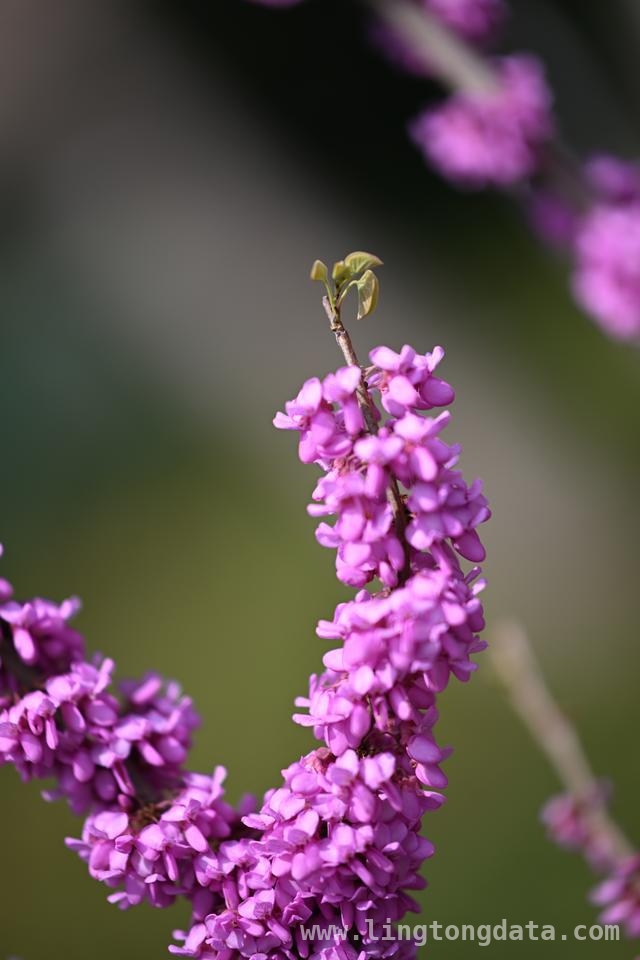 “郑有花开”花展启幕，紫荆花香邂逅商都历史！