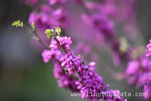“郑有花开”花展启幕，紫荆花香邂逅商都历史！