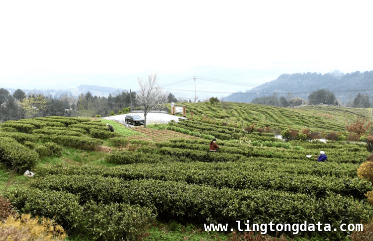 春日重庆石柱：小小茶叶绘就增收新画卷，重庆石柱天泉村：春日采茶忙，产业增收旺