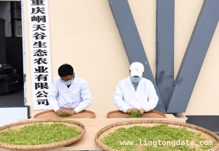 春日重庆石柱：小小茶叶绘就增收新画卷，重庆石柱天泉村：春日采茶忙，产业增收旺