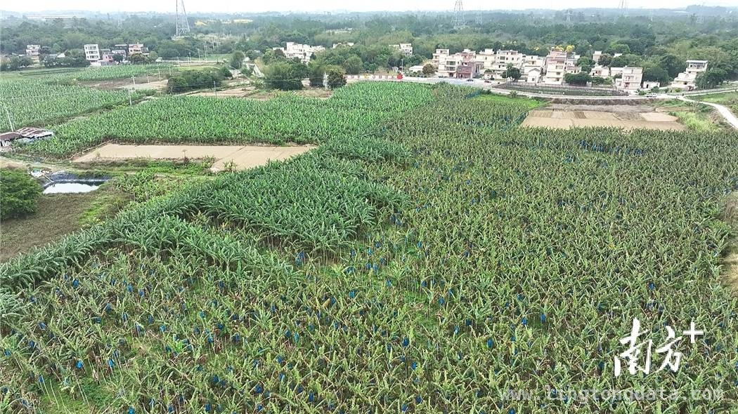 探秘塘口镇：富硒资源引领乡村发展新方向，塘口富硒宝地，开启乡村“硒”旺振兴路