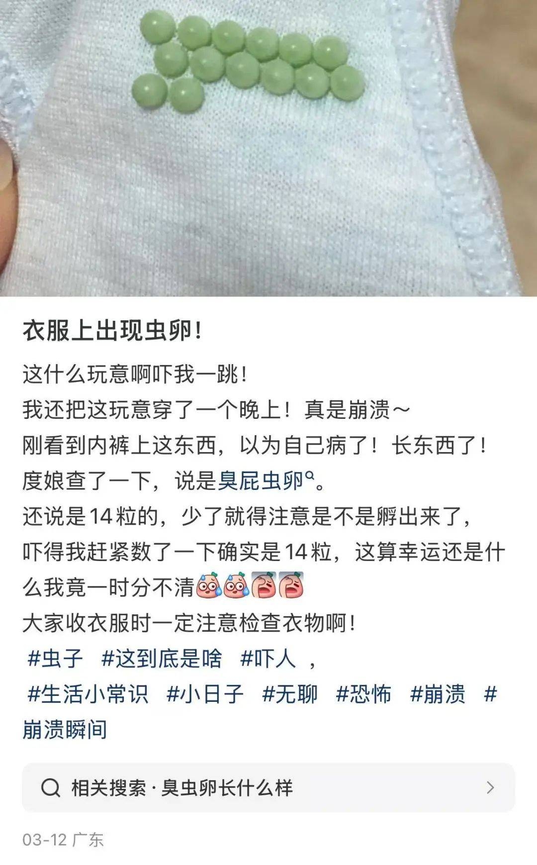 绿色虫卵密集来袭，认识荔蝽卵并教你远离臭屁虫 当14颗绿色虫卵出现，认识荔蝽和摆脱臭屁虫的秘籍在此