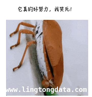 绿色虫卵密集来袭，认识荔蝽卵并教你远离臭屁虫 当14颗绿色虫卵出现，认识荔蝽和摆脱臭屁虫的秘籍在此