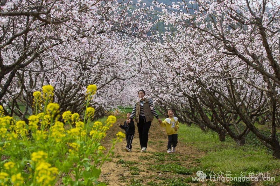 确山任店镇：桃花与油菜花交织的春日绮梦 阳春三月，确山任店镇桃花盛景等你赴约