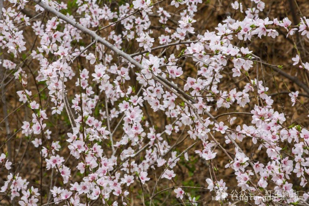 确山任店镇：桃花与油菜花交织的春日绮梦 阳春三月，确山任店镇桃花盛景等你赴约
