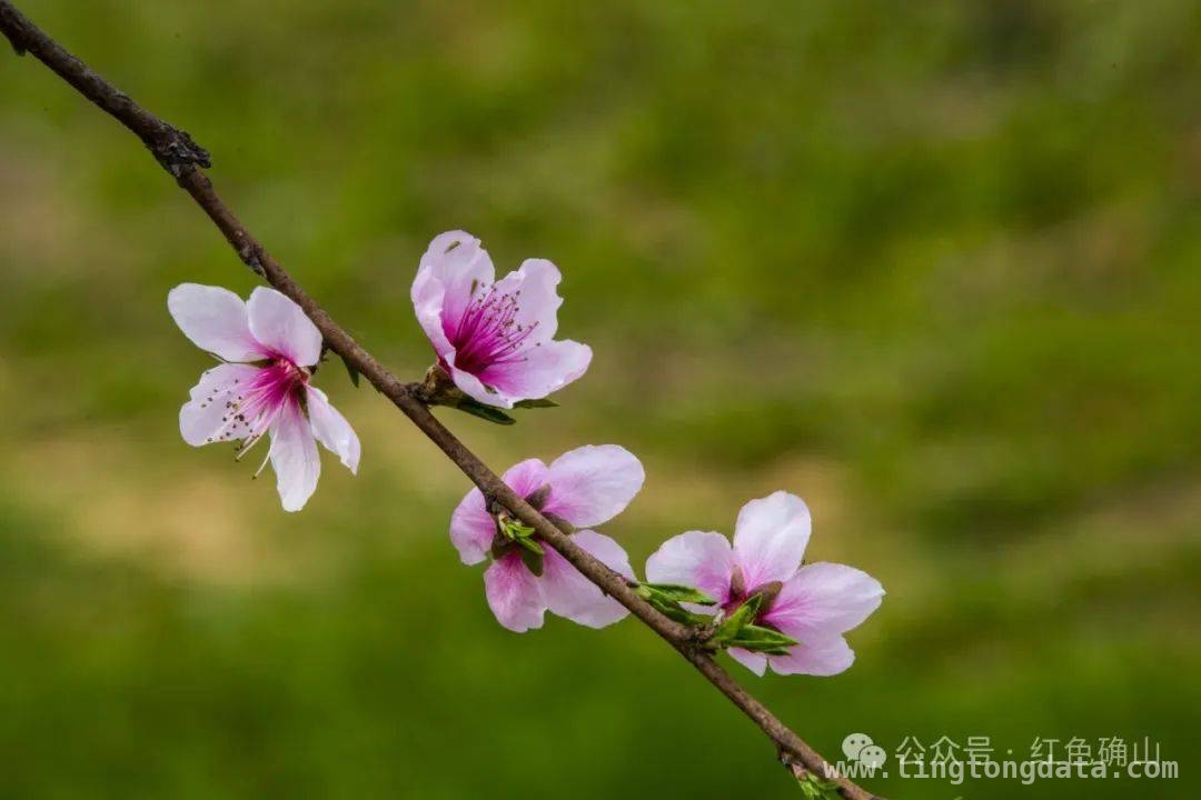确山任店镇：桃花与油菜花交织的春日绮梦 阳春三月，确山任店镇桃花盛景等你赴约