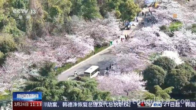 清明旅游市场大揭秘：短途游、赏花游、文化体验一个都不少