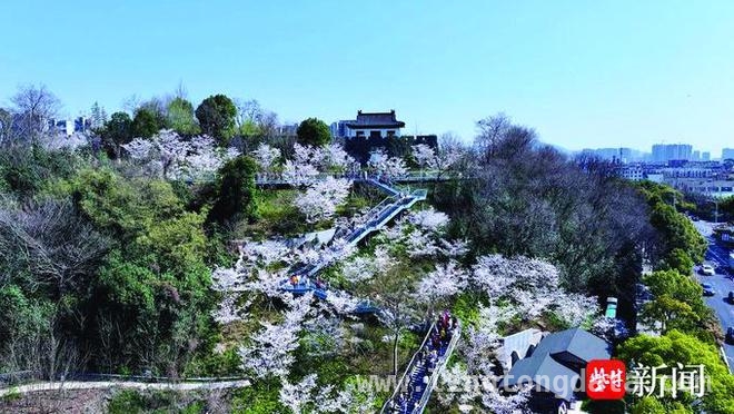 春日南京赏樱新去处，幕燕与观音门惊艳登场，南京幕燕滨江与观音门：樱花邂逅历史的春日盛宴