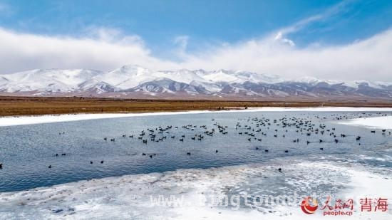春日序曲：青海湖开湖之美，唤醒春日诗意，看青海湖破冰盛景