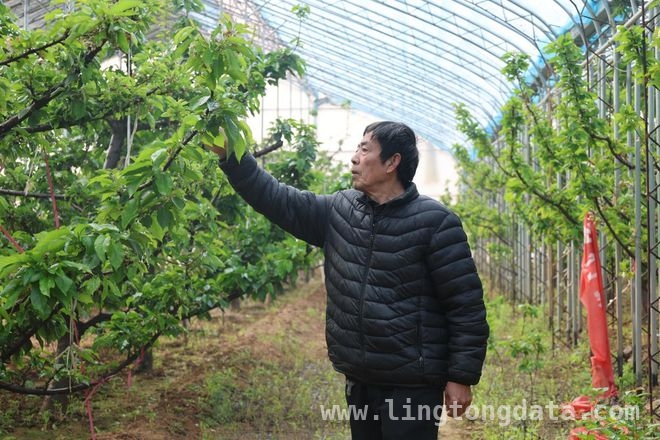花甲支书武文平：用坚守书写山村致富传奇 前寨子村：从穷山沟到聚宝盆，老支书功不可没！