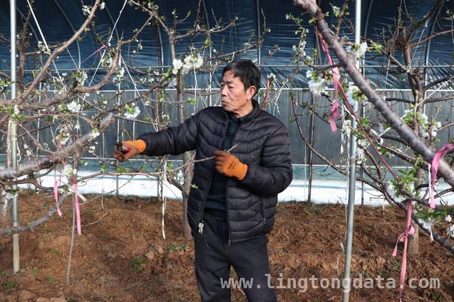 花甲支书武文平：用坚守书写山村致富传奇 前寨子村：从穷山沟到聚宝盆，老支书功不可没！