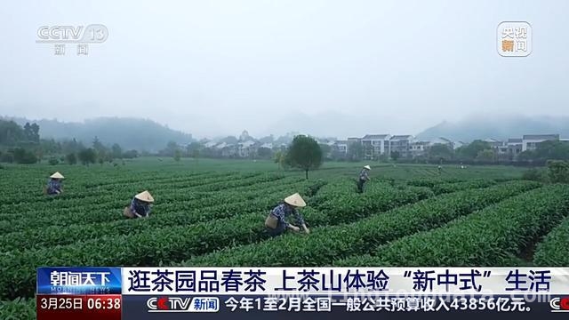 采茶游：让你在春天与茶文化来一场浪漫约会
