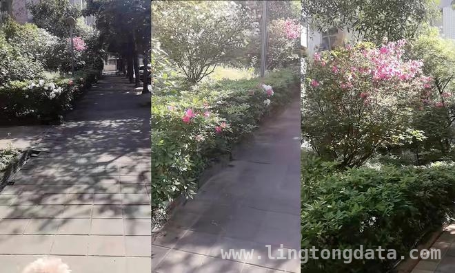 大S安葬，孩子归汪，小杨阿姨遛狗尽显生活之态，大S安葬后：孩子归汪小菲，小杨阿姨遛狗生活惬意