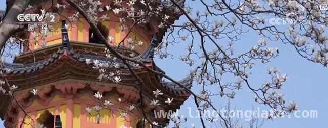 清明出游新风尚：周边打卡与出境“快闪”两不误