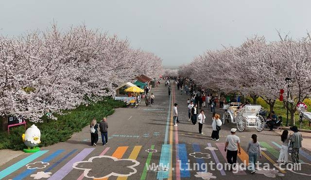 荥阳古柏渡丰乐樱花园：邂逅春日浪漫樱花海 荥阳樱花园樱花盛开，市民沉醉浪漫春光