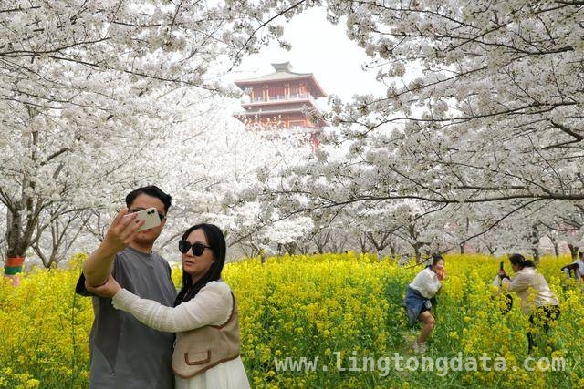 荥阳古柏渡丰乐樱花园：邂逅春日浪漫樱花海 荥阳樱花园樱花盛开，市民沉醉浪漫春光