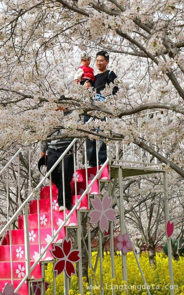 荥阳古柏渡丰乐樱花园：邂逅春日浪漫樱花海 荥阳樱花园樱花盛开，市民沉醉浪漫春光