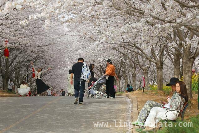 荥阳古柏渡丰乐樱花园：邂逅春日浪漫樱花海 荥阳樱花园樱花盛开，市民沉醉浪漫春光