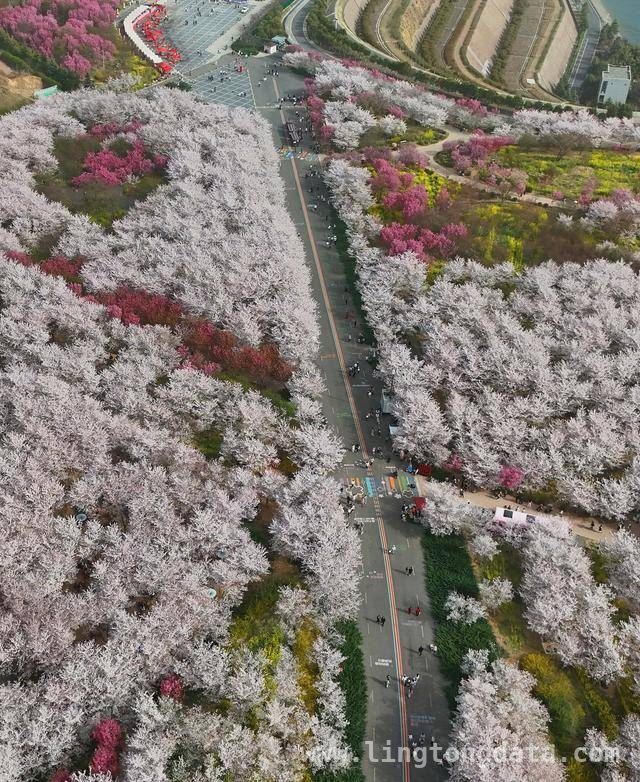 荥阳古柏渡丰乐樱花园：邂逅春日浪漫樱花海 荥阳樱花园樱花盛开，市民沉醉浪漫春光