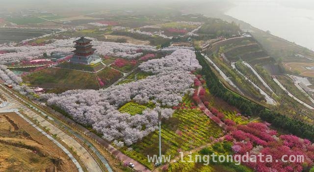 荥阳古柏渡丰乐樱花园：邂逅春日浪漫樱花海 荥阳樱花园樱花盛开，市民沉醉浪漫春光