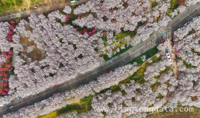 荥阳古柏渡丰乐樱花园：邂逅春日浪漫樱花海 荥阳樱花园樱花盛开，市民沉醉浪漫春光