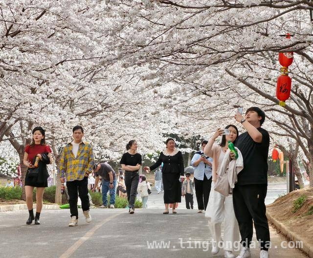 荥阳古柏渡丰乐樱花园：邂逅春日浪漫樱花海 荥阳樱花园樱花盛开，市民沉醉浪漫春光