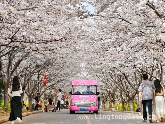 荥阳古柏渡丰乐樱花园：邂逅春日浪漫樱花海 荥阳樱花园樱花盛开，市民沉醉浪漫春光
