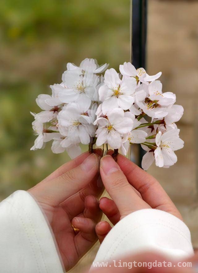 荥阳古柏渡丰乐樱花园：邂逅春日浪漫樱花海 荥阳樱花园樱花盛开，市民沉醉浪漫春光