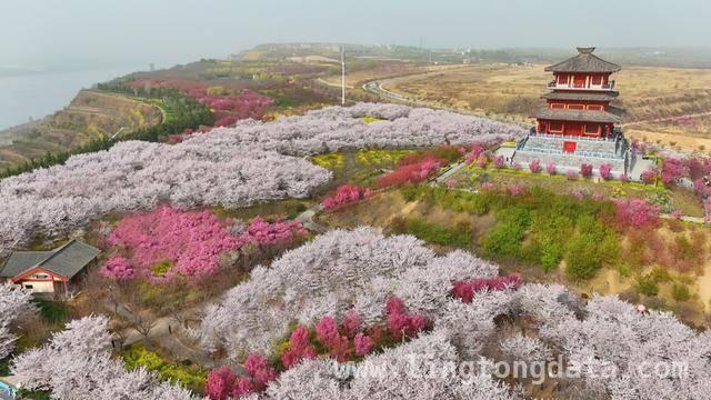 荥阳古柏渡丰乐樱花园：邂逅春日浪漫樱花海 荥阳樱花园樱花盛开，市民沉醉浪漫春光