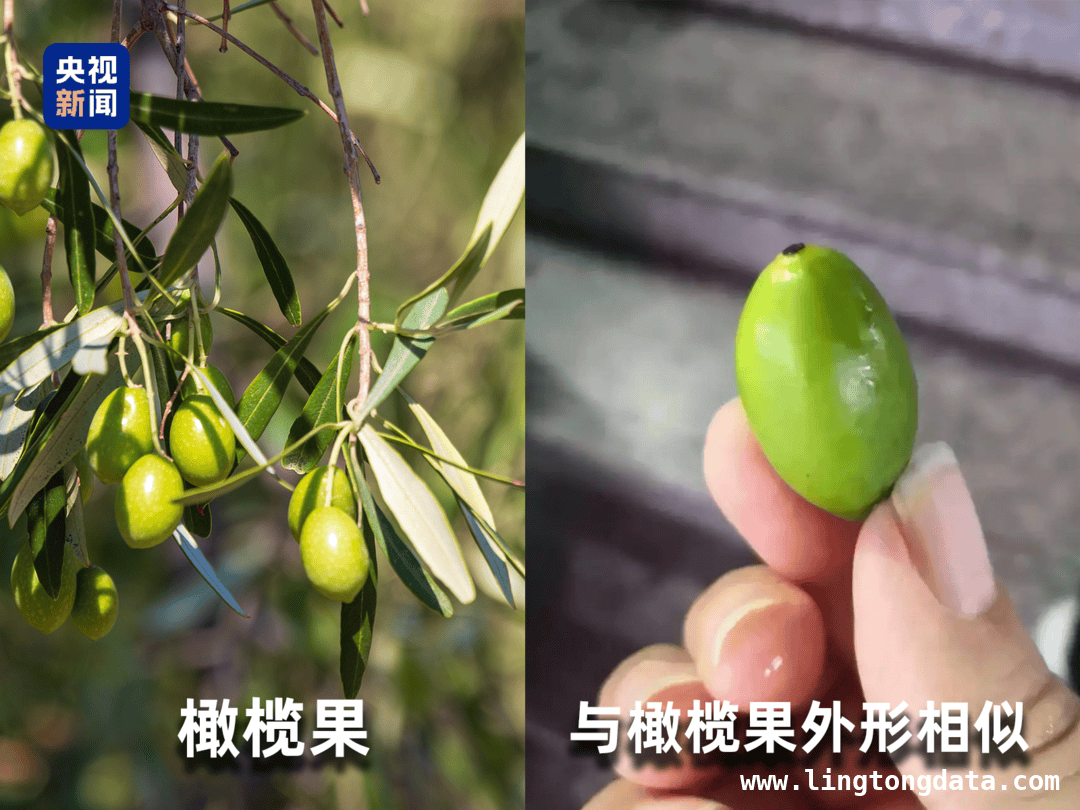 警惕！这些水果可能是“智商税”陷阱，小心！“伪装”水果正收割你的智商