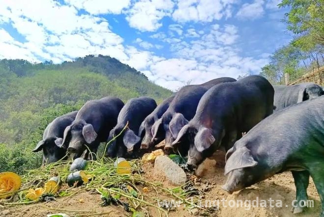 养跑山猪年赚百万，返乡青年管庆光的生态养殖经 蒙山深处，管庆光的跑山猪养殖逆袭之路