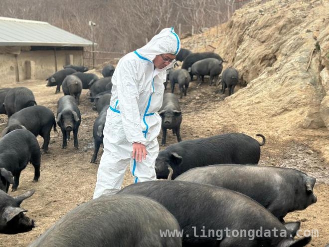 养跑山猪年赚百万，返乡青年管庆光的生态养殖经 蒙山深处，管庆光的跑山猪养殖逆袭之路