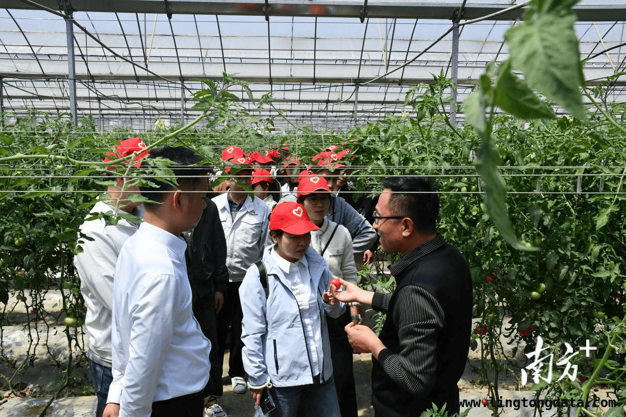 广汽集团走进禾云镇：植树调研，共绘乡村振兴新画卷 投身绿美广东建设，广汽集团行动点亮禾云镇乡村振兴之路