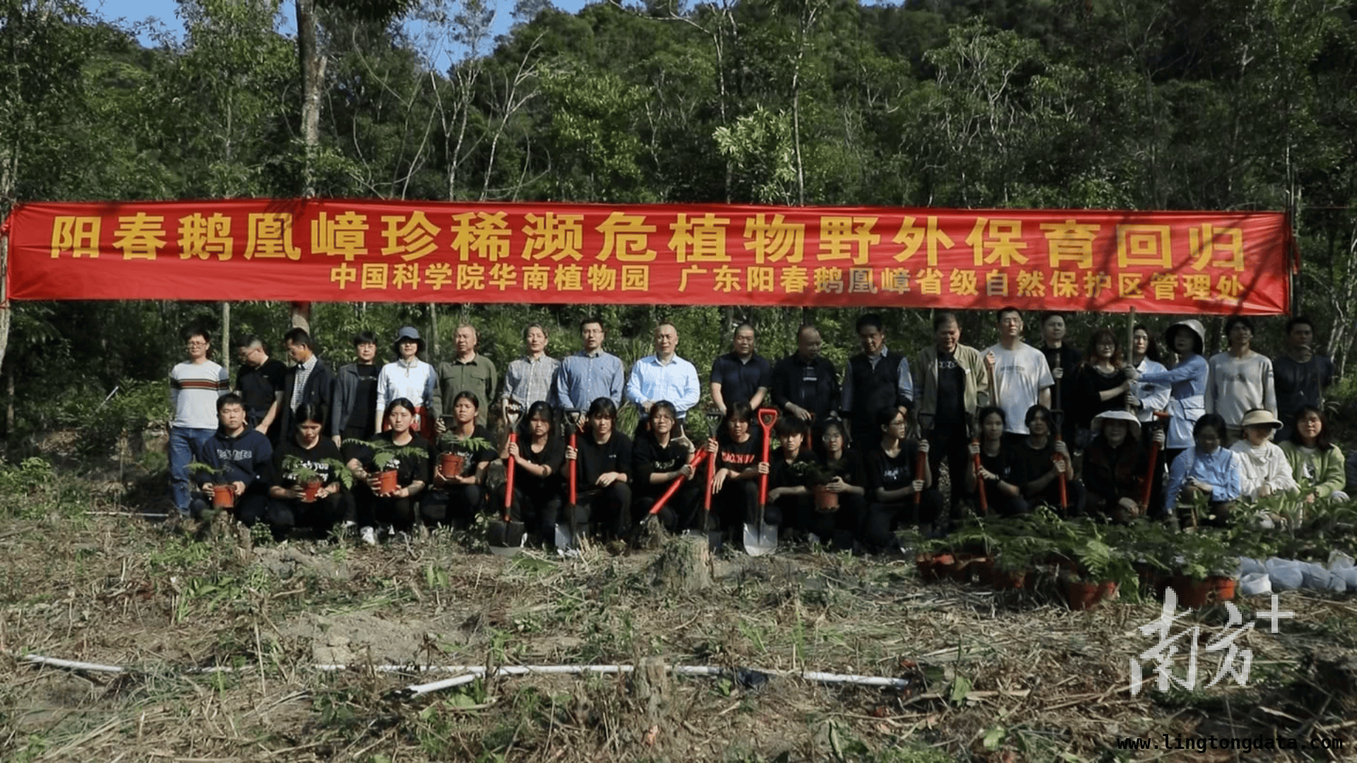 广东阳春：珍稀濒危植物保育回归，为生态添绿，200株珍稀植物回归阳春鹅凰嶂，守护生态之美