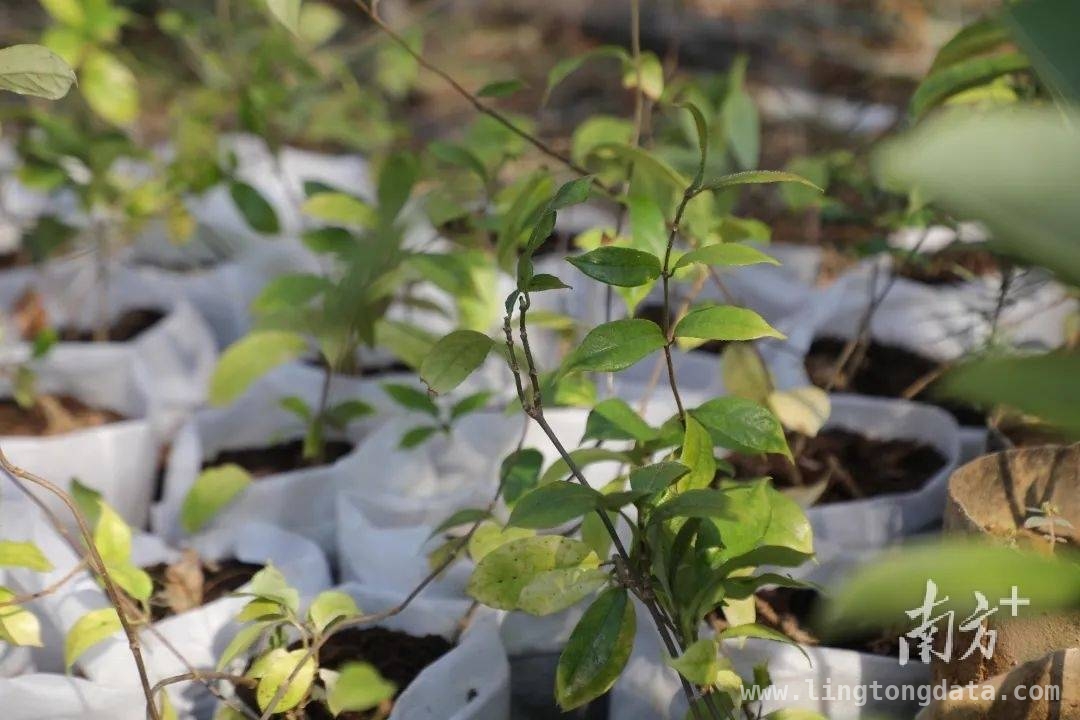 广东阳春：珍稀濒危植物保育回归，为生态添绿，200株珍稀植物回归阳春鹅凰嶂，守护生态之美