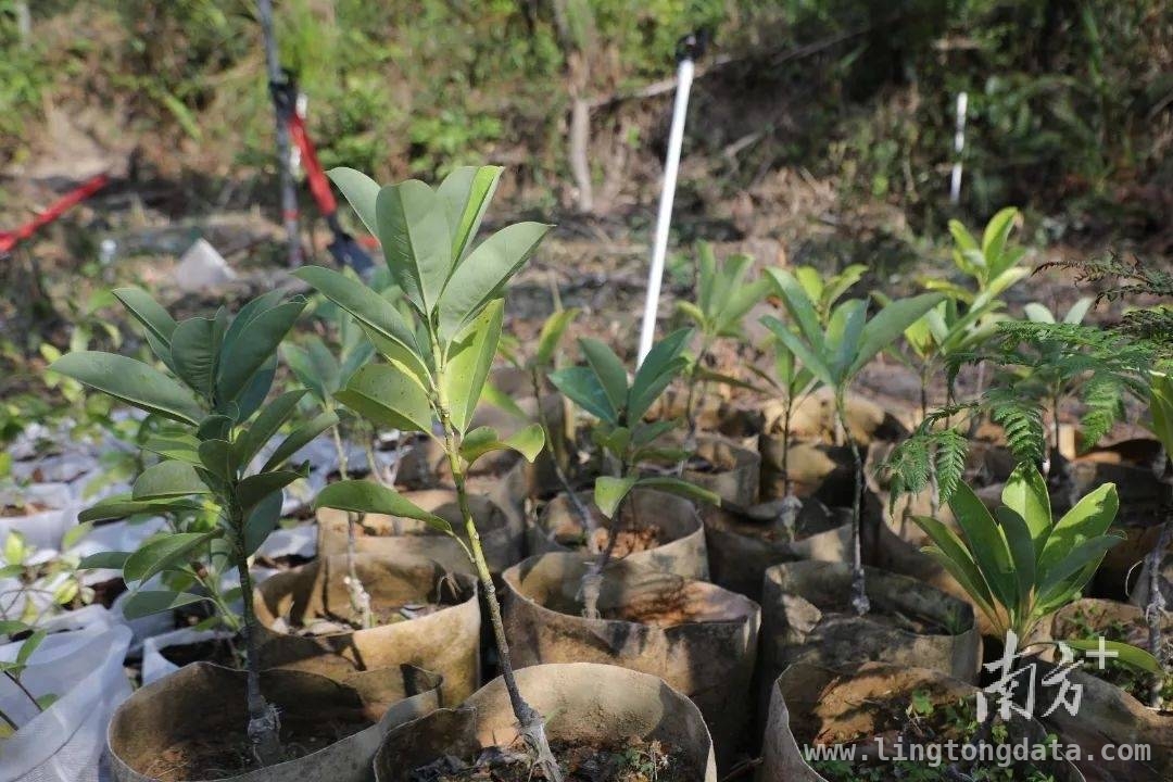 广东阳春：珍稀濒危植物保育回归，为生态添绿，200株珍稀植物回归阳春鹅凰嶂，守护生态之美