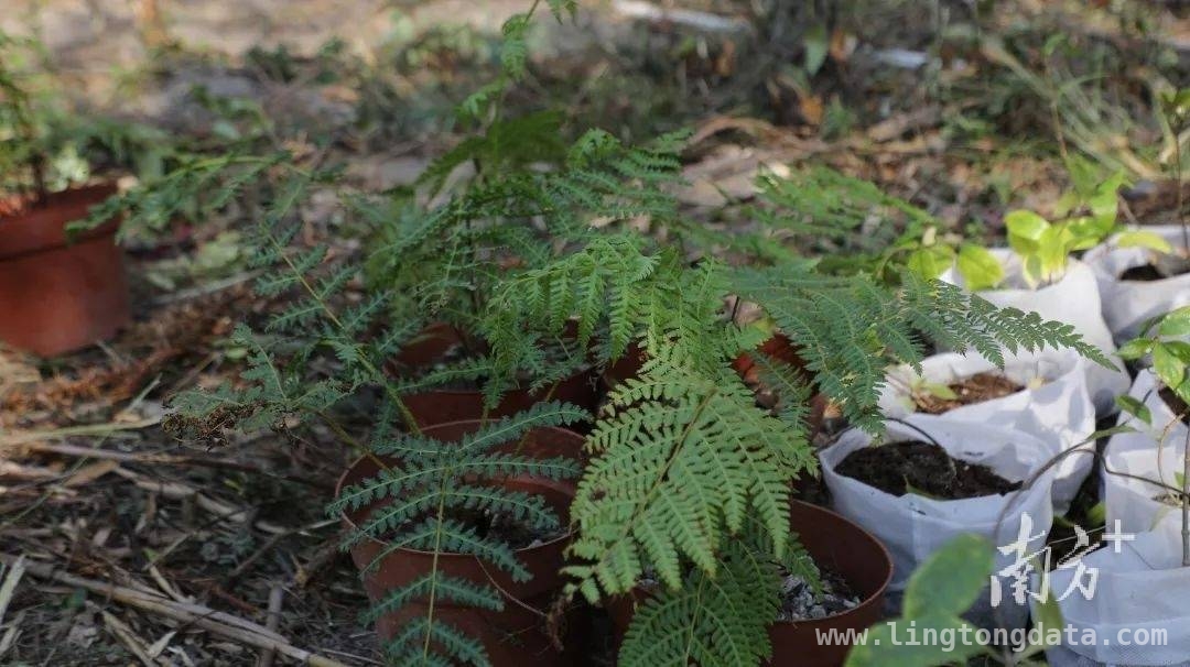 广东阳春：珍稀濒危植物保育回归，为生态添绿，200株珍稀植物回归阳春鹅凰嶂，守护生态之美