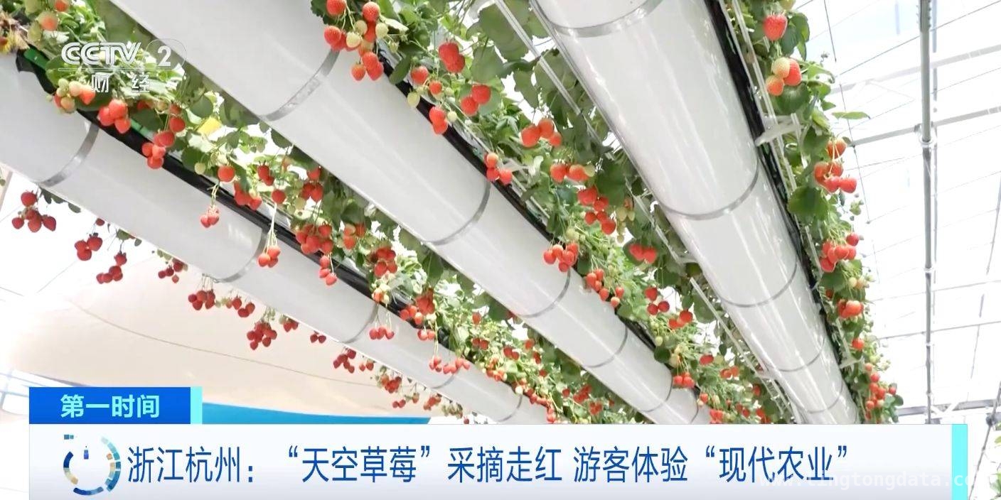 科技助力，杭州空中草莓园成热门打卡地 悬吊式草莓园走红杭州，科技赋能农业新变革