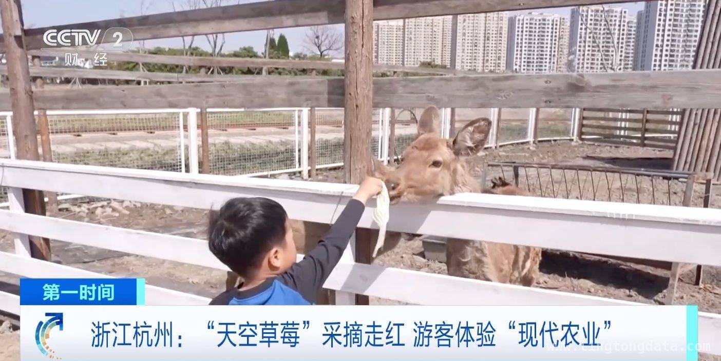 科技助力，杭州空中草莓园成热门打卡地 悬吊式草莓园走红杭州，科技赋能农业新变革