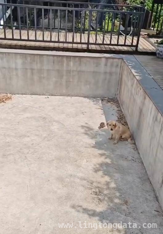 猫鸡狗抓鼠失败，网友笑谈团队协作