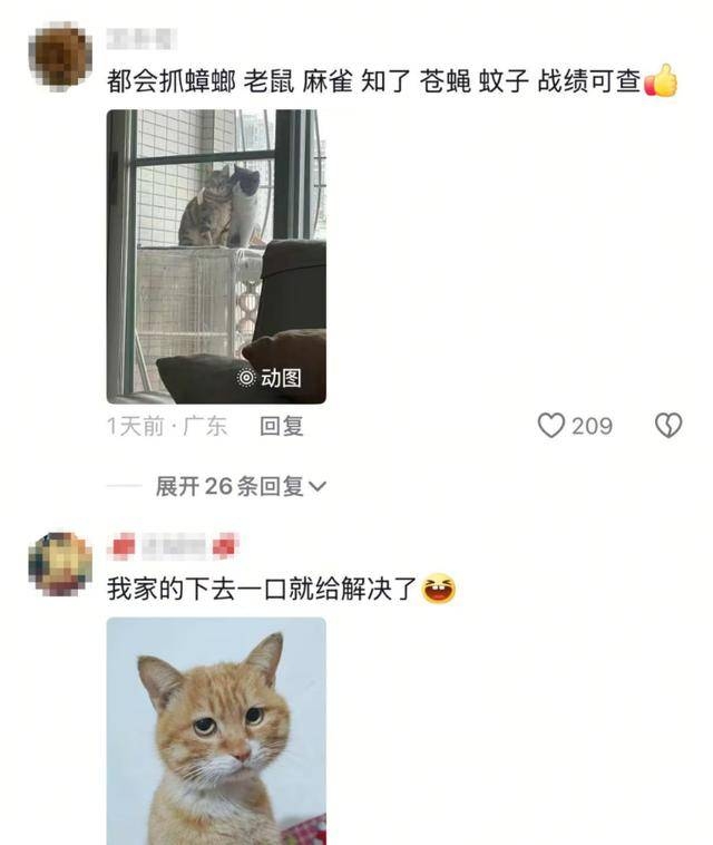猫鸡狗抓鼠失败，网友笑谈团队协作