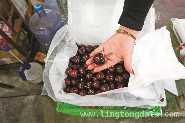 大连美早樱桃批发价大跳水，特色品种争奇斗艳，大连樱桃低价风暴，假期前销量有望翻倍增长