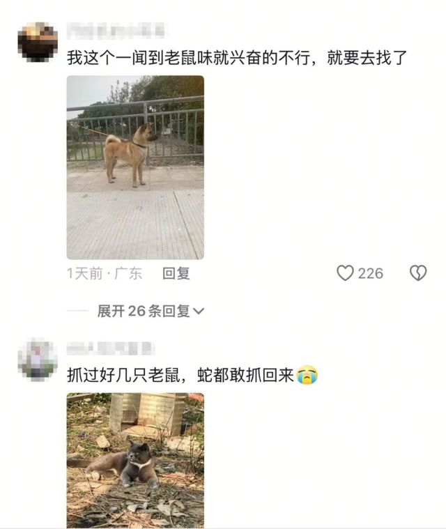 广东一家庭猫鸡狗抓鼠无功，网友纷纷亮“法宝”！