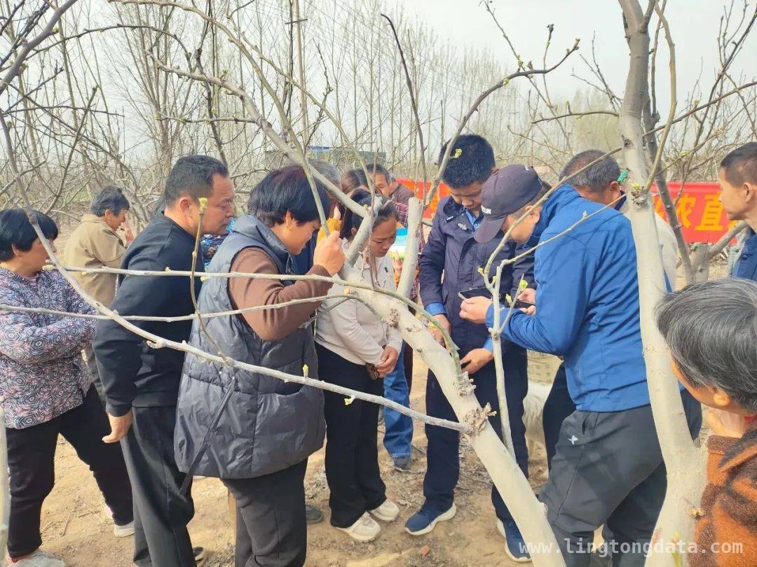菏泽梨树种植活动：线上线下共学技术，点击量超22万 菏泽梨树基地技术指导活动：为果农排忧解难