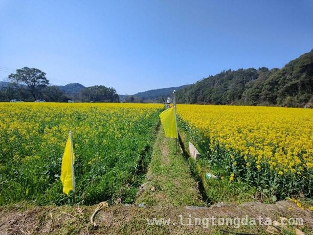 婺源油菜观摩会：展示抗病品种，破解根肿病难题，聚焦婺源油菜观摩会，抗根肿病品种引领产业新希望